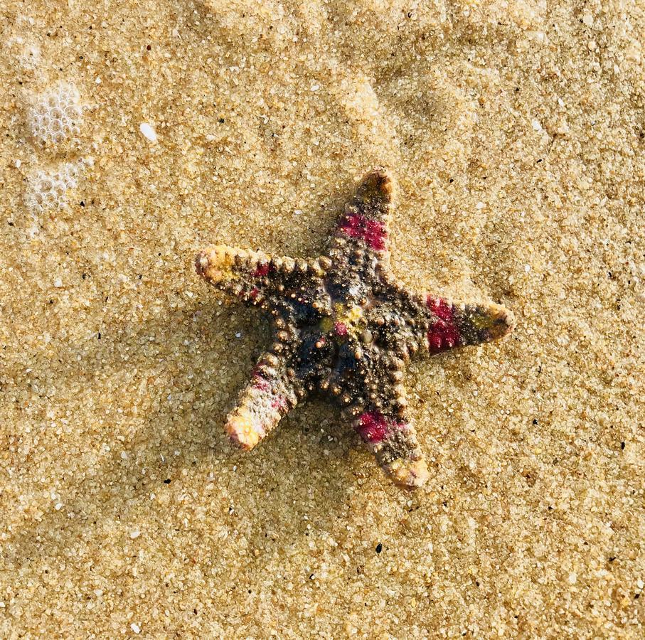 Starfish Beach Bungalows Arugam Bay Kültér fotó